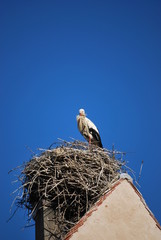 Storch