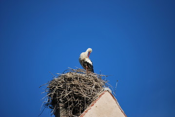 Storch