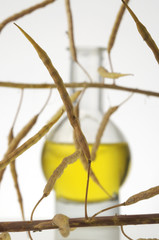 Colza - Brassica napus arvensis