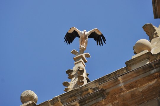 Cig&uuml;e&ntilde;a