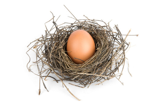 egg in bird's nest over white background