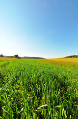 A meadow in late spring, Baden-Wuerttemberg, Germany