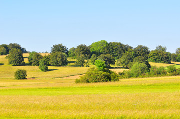 A meadow in late spring, Baden-Wuerttemberg, Germany