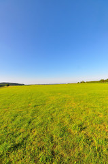 A meadow in late spring, Baden-Wuerttemberg, Germany