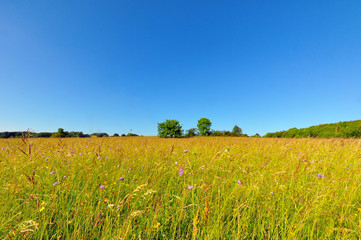 A meadow in late spring, Baden-Wuerttemberg, Germany