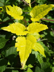 équilibre végétal