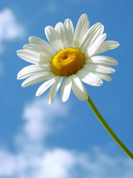 Fototapeta daisy against blue sky