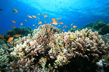 Fototapeta na wymiar Coral Reef w Blue Hole w Dahab, Egipt