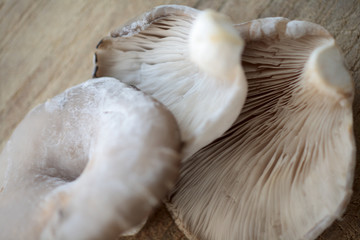 Austernpilze auf altem Holzbrett