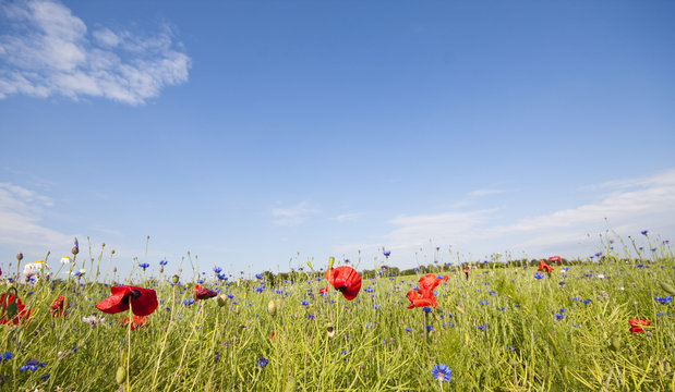 Field of flowers in Schleswig-holstein (Northern germay)