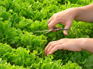 cropping lettuce