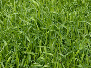 Grass