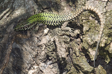 Wall lizard