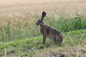 Hare