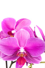 Fototapeta premium orchid