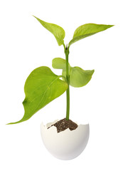Green sprout in an egg on a white background
