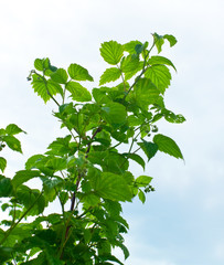 young raspberry against the blue sky