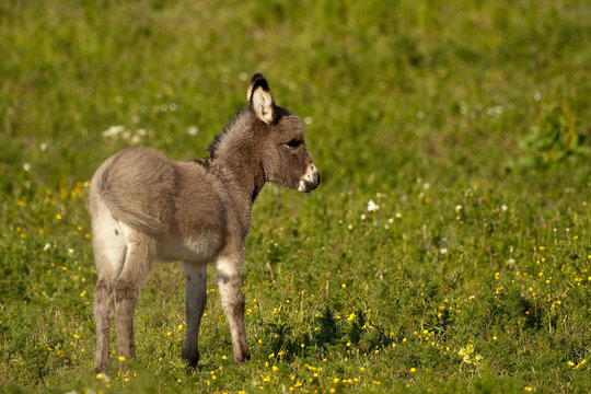 Baby Donkey I