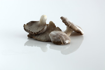 Austernpilze auf weiss