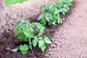 Tomaten,Pflanzen
