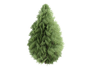 Cypress (Chamaecyparis lawsoniana)