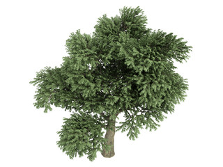 Fototapeta premium Madrone (Arbutus menziesii)