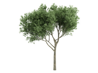 Fototapeta na wymiar Willow (Salix fragilis)
