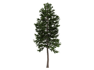 Pine (Pinus sylvestris)
