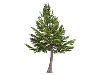 Cedar_(Cedrus_libani)