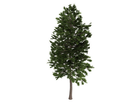 Pine (Pinus sylvestris)