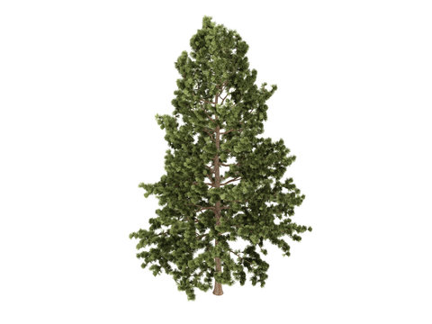 Cork pine (Pinus strobus)
