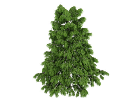 Cedar_(Cedrus_deodara)