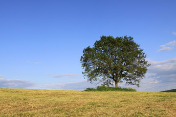 Fototapeta na wymiar Der Baum ,Landschaft