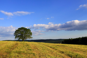 Fototapeta na wymiar Der Baum,Landschaft