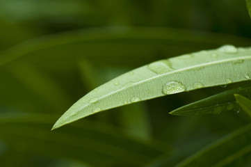 Goccia d'acqua su foglia