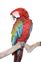 Macaw, Green Winged, isolated on white