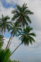 Fototapeta premium coconut palms over blue sky background