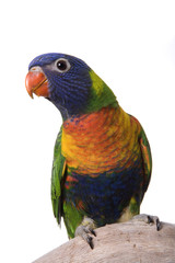 Lory, Blue Mountain Rainbow, isolated on white