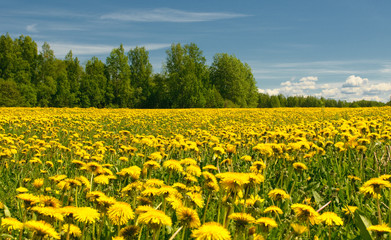 dandelion field and blue sky