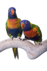 Lory, Blue Mountain Rainbow, isolated on white