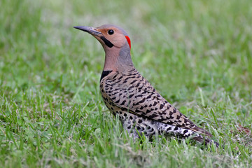 Obraz premium Northern Flicker Colaptes auratus