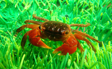 midget mangrove crab in aquarium