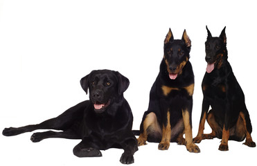 Fototapeta premium Three dogs