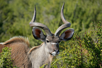 Male kudu antelope (Tragelaphus strepsiceros), South Africa