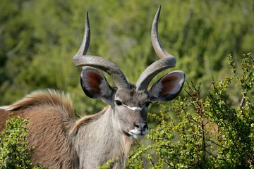 Fototapeten Antilope Male kudu antelope (Tragelaphus strepsiceros), South Africa  © EcoView