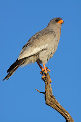 Pale Chanting goshawk (Melierax canorus), South Africa