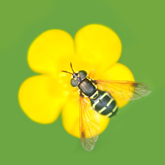 bee