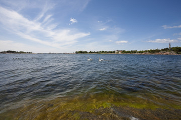 Swans