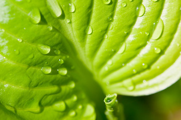 Obraz premium leaf