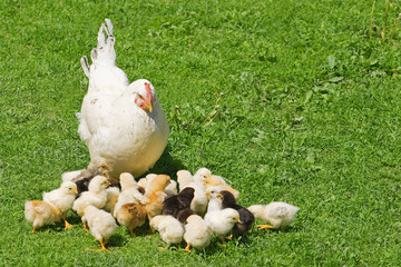 chicken